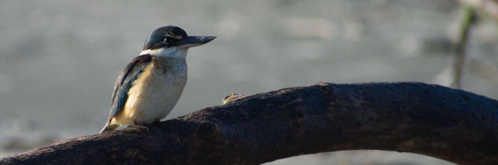 Sacred kingfisher